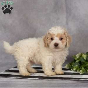 Penn, Bich-Poo Puppy